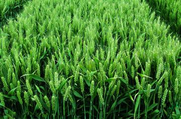 小麥“三病一蟲”防控技術(shù)要點(diǎn)