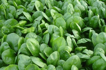 南方春季蔬菜生產(chǎn)管理技術(shù)指導(dǎo)意見(jiàn)