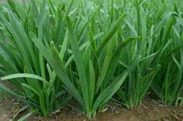 2024年韭菜主要病蟲害綠色防控技術方案