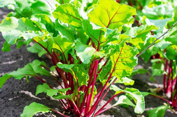 2024年甜菜春季生產(chǎn)技術(shù)指導(dǎo)意見(jiàn)