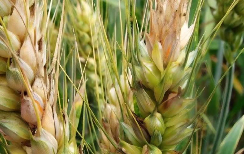 小麥赤霉病總體呈偏重發(fā)生趨勢(shì) 專家建議堅(jiān)持至少兩遍防控不動(dòng)搖