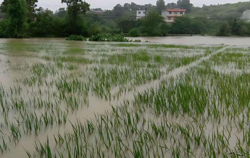 當(dāng)前南方早稻應(yīng)對(duì)陰雨洪澇技術(shù)意見