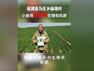 小麥?zhǔn)褂糜H禾利生物有機(jī)肥，延津縣馬莊鄉(xiāng)廟堤村農(nóng)戶(hù)感言