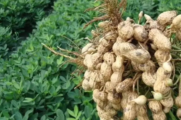 掌握六項(xiàng)栽培要點(diǎn) 保障花生穩(wěn)產(chǎn)高產(chǎn)