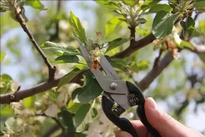 蘋果疏定果五月正當(dāng)時(shí)