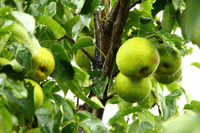 錦豐梨種植管理技術(shù)