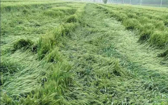 如何預(yù)防小麥后期倒伏？