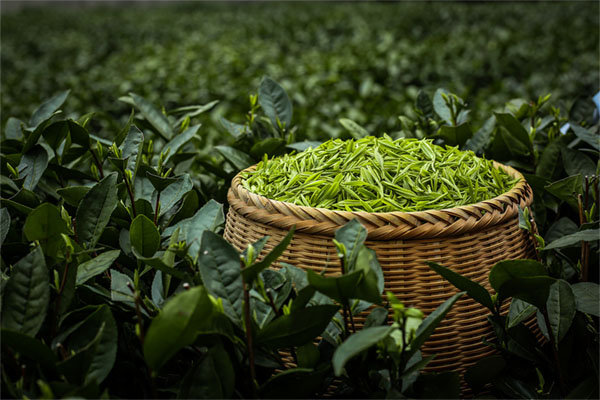 春茶采摘后茶園管理技術要點