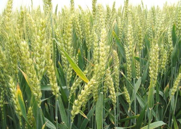 小麥要高產灌漿期做好這幾點