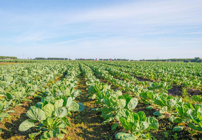 初夏蔬菜防病重點(diǎn)需調(diào)整