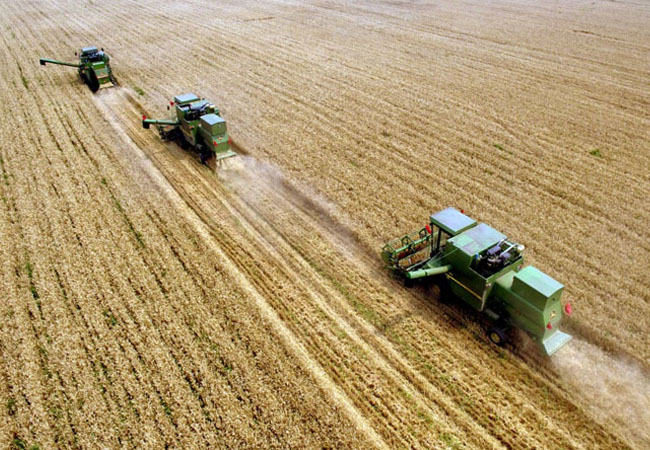 小麥收獲遇到陰雨天該怎么辦，收獲后如何儲藏？