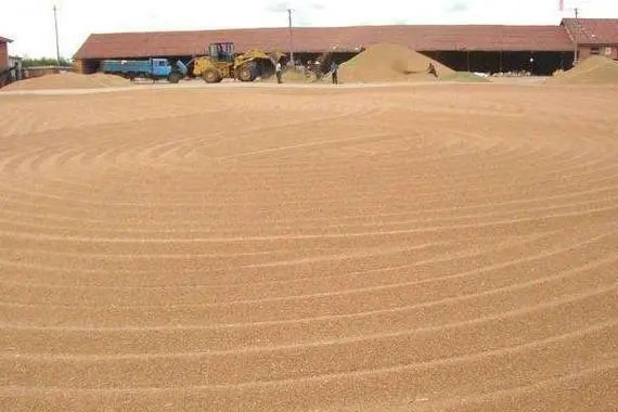 連綿陰雨天小麥收割后怎么防芽、防霉變