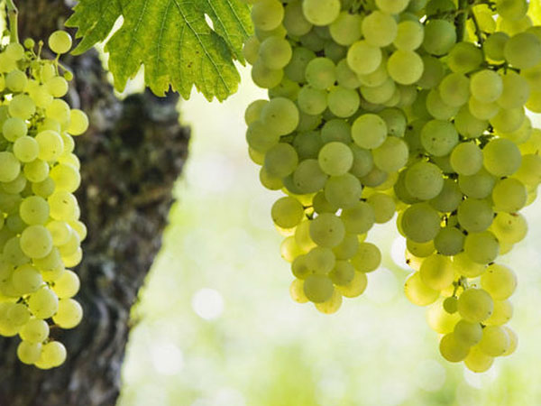 夏季如何提升葡萄糖度 增加香味和果粉