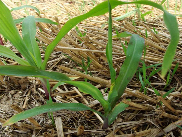 玉米薊馬防治技術(shù)