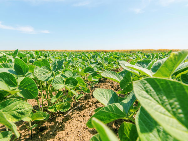 大豆高溫干旱技術明白紙