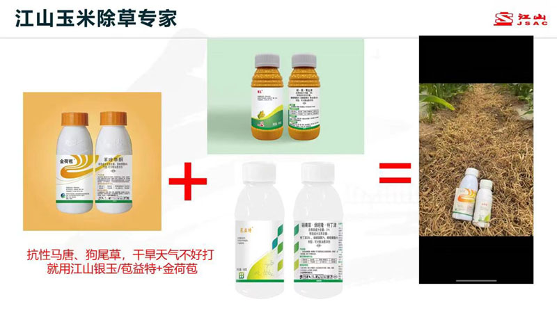 天氣干旱 玉米田超好用的除草劑配方！除草干凈，不傷苗！