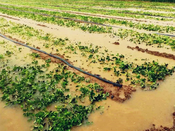 暴雨過后如何管好農(nóng)作物？
