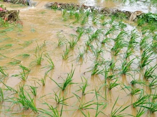 主要農(nóng)作物大雨暴雨防災(zāi)減災(zāi)指南 主要農(nóng)作物大雨暴雨防災(zāi)減災(zāi)指南