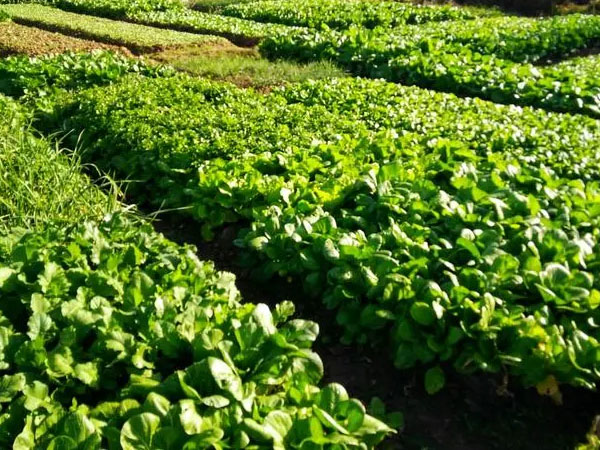 2024年夏季蔬菜生產(chǎn)技術(shù)指導(dǎo)意見