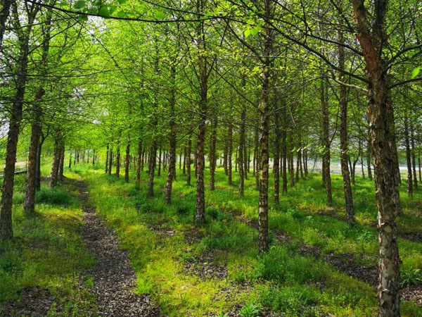 苗木病蟲害有效防治方法 苗木病蟲害有效防治方法