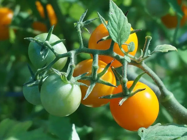 2024年番茄潛葉蛾綠色防控技術(shù)方案