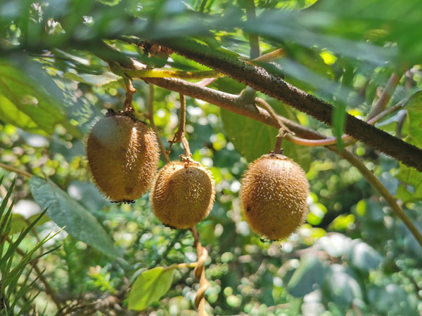7月份獼猴桃管理要點(diǎn)