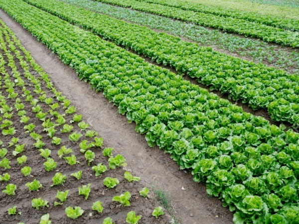 梅雨期拎穩(wěn)“菜籃子” 蔬菜生產(chǎn)指南來了！