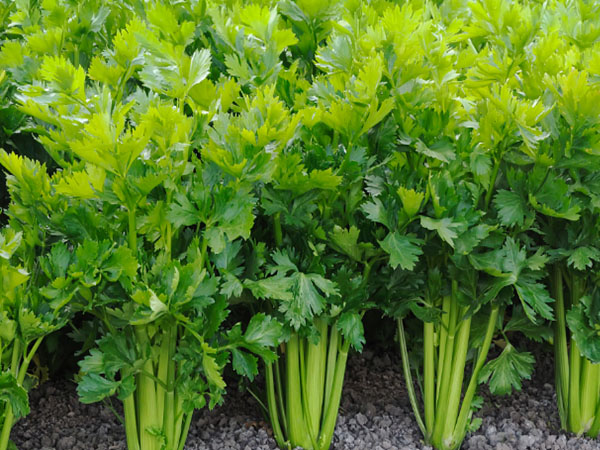 豇豆、芹菜、韭菜主要病蟲害綠色防控技術(shù)要點