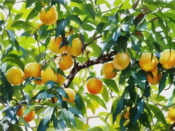 高溫天氣果樹(shù)如何安全度夏？