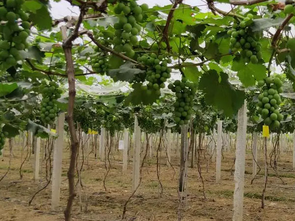 果農(nóng)應(yīng)當(dāng)如何應(yīng)對(duì)暴雨漬澇災(zāi)害？易引起爛根死根要及時(shí)排水清淤