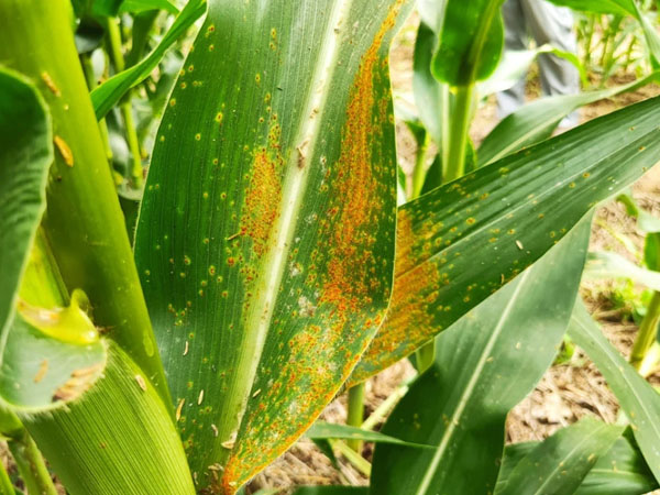 河南省玉米南方銹病防治警報(bào)