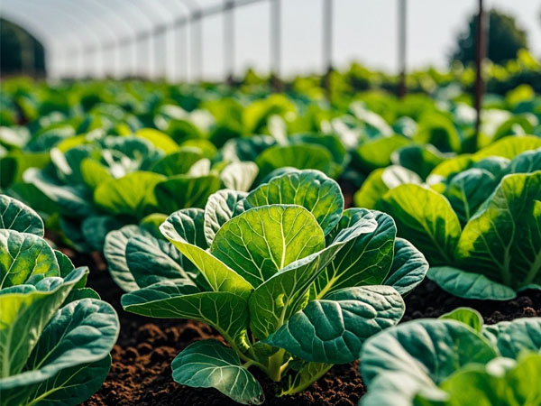 八月高溫加高濕 大棚蔬菜管理抓六點