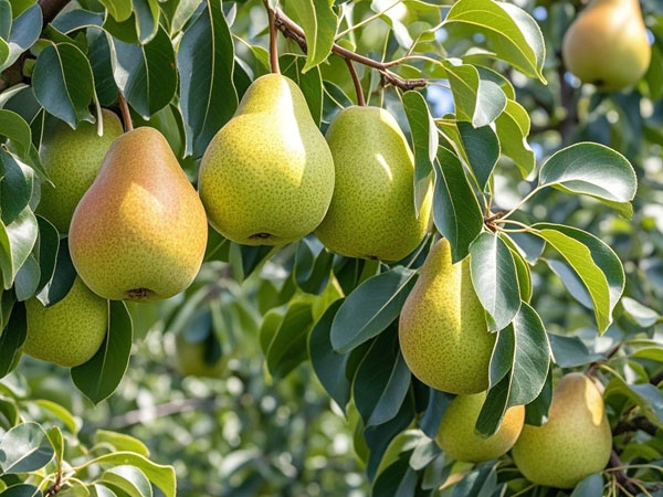 進(jìn)入9月防好梨樹病蟲害