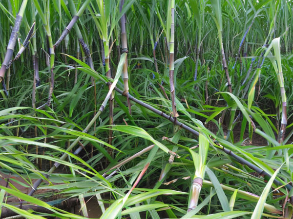 甘蔗臺(tái)風(fēng)災(zāi)后恢復(fù)生產(chǎn)技術(shù)指導(dǎo)意見