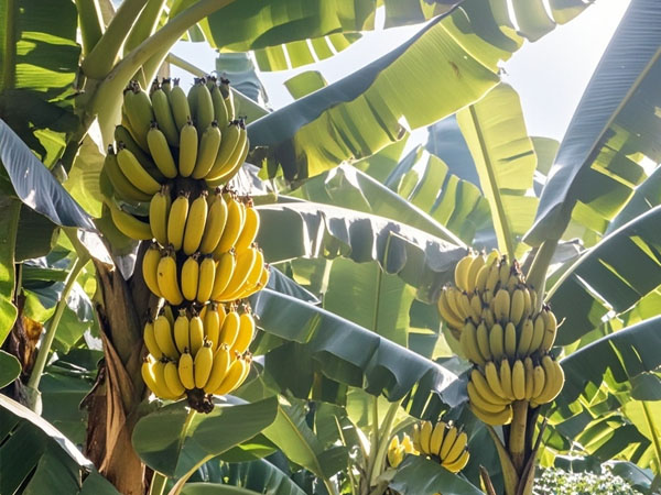 香蕉臺風災(zāi)后恢復(fù)生產(chǎn)技術(shù)指導(dǎo)意見