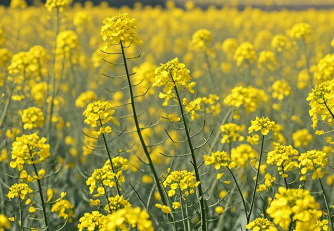 油菜秋播病蟲(chóng)草害防治技術(shù)