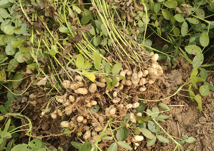 2024年10月8日西平縣花生兩提兩調試驗田測產取土